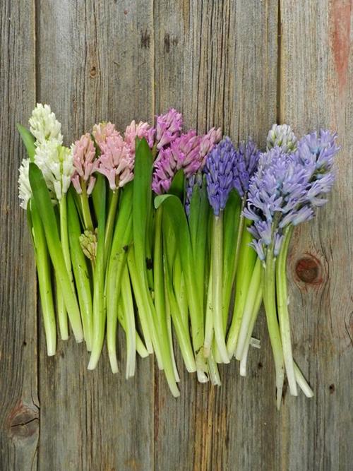 HYACINTHS